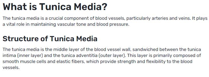 What Is the Importance of Tunica Media in Our Body?