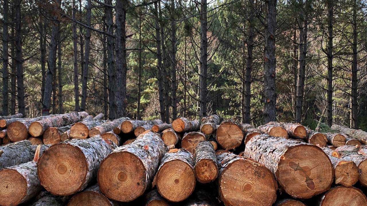 Why Feller Buncher Saw Teeth Wear Differently Depending on the Timber Species You're Cutting