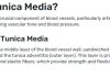 What Is the Importance of Tunica Media in Our Body?